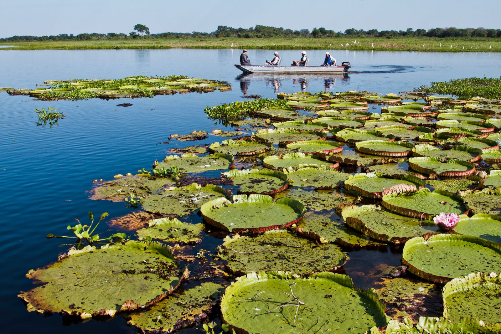 Pantanal